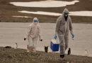 OMS: Riesgo de que gripe aviar se propague a humanos es «enorme preocupación»